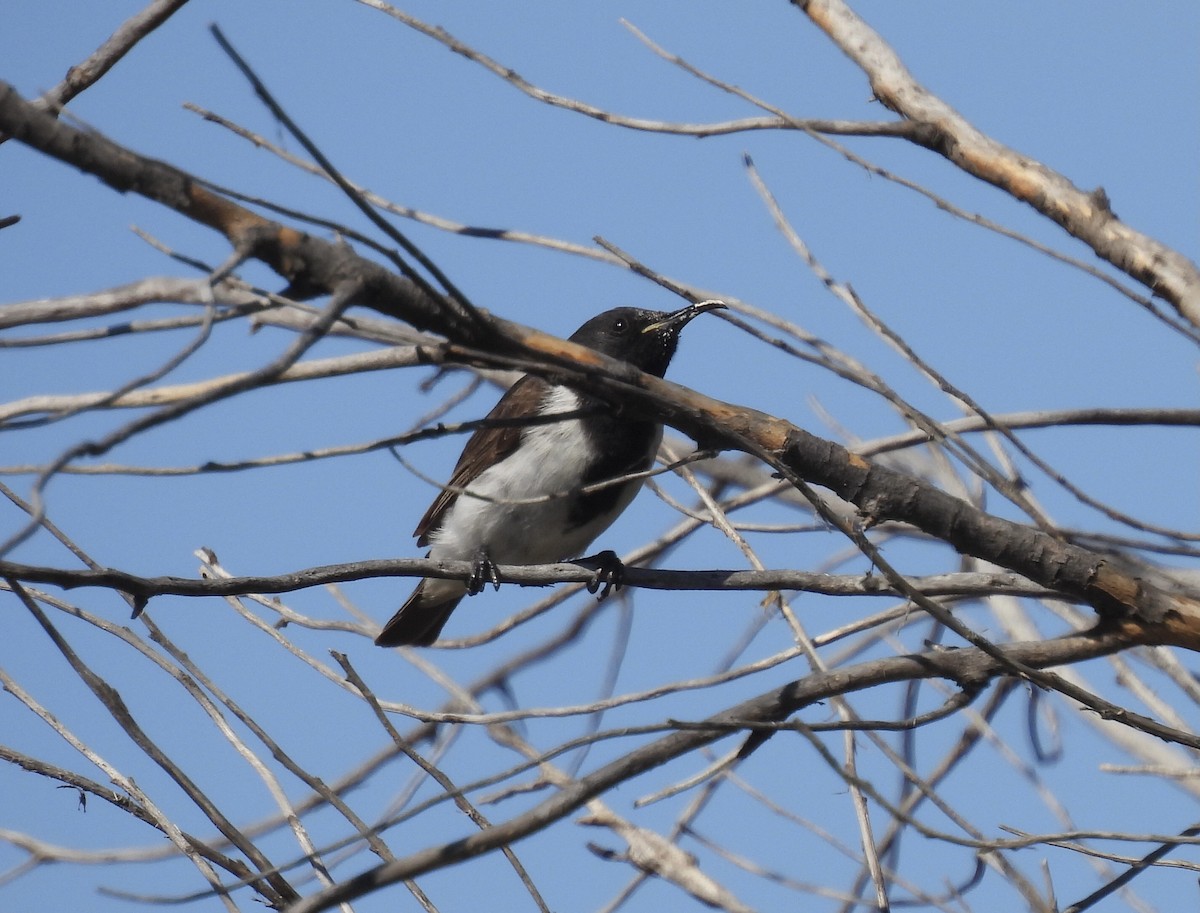 Black Honeyeater - Jeff Hambleton