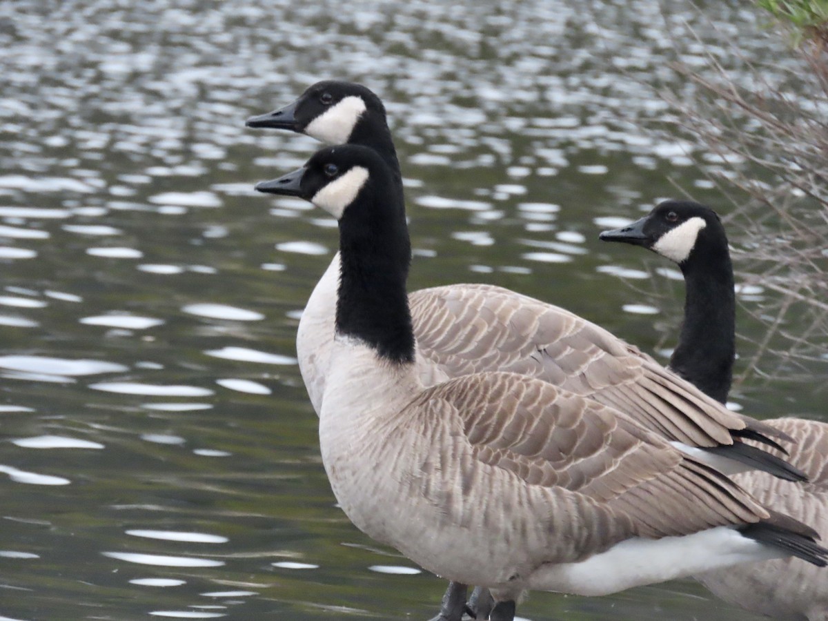 Canada Goose - ML611294950