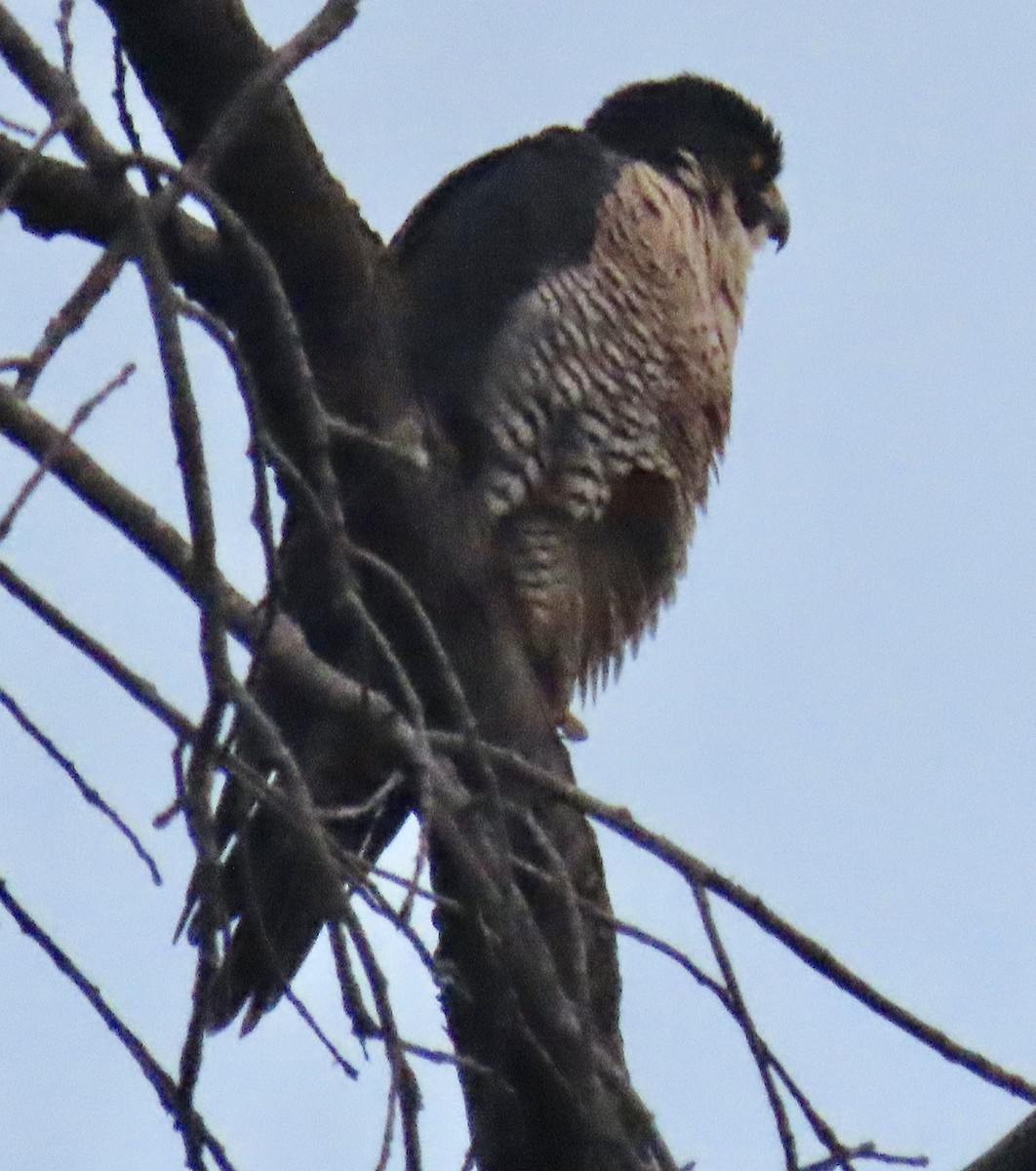 Peregrine Falcon - Bob Zweigler