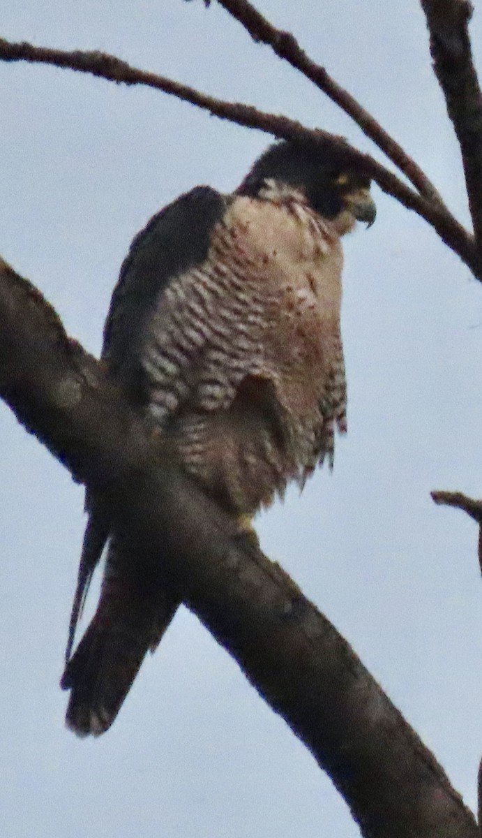 Peregrine Falcon - Bob Zweigler