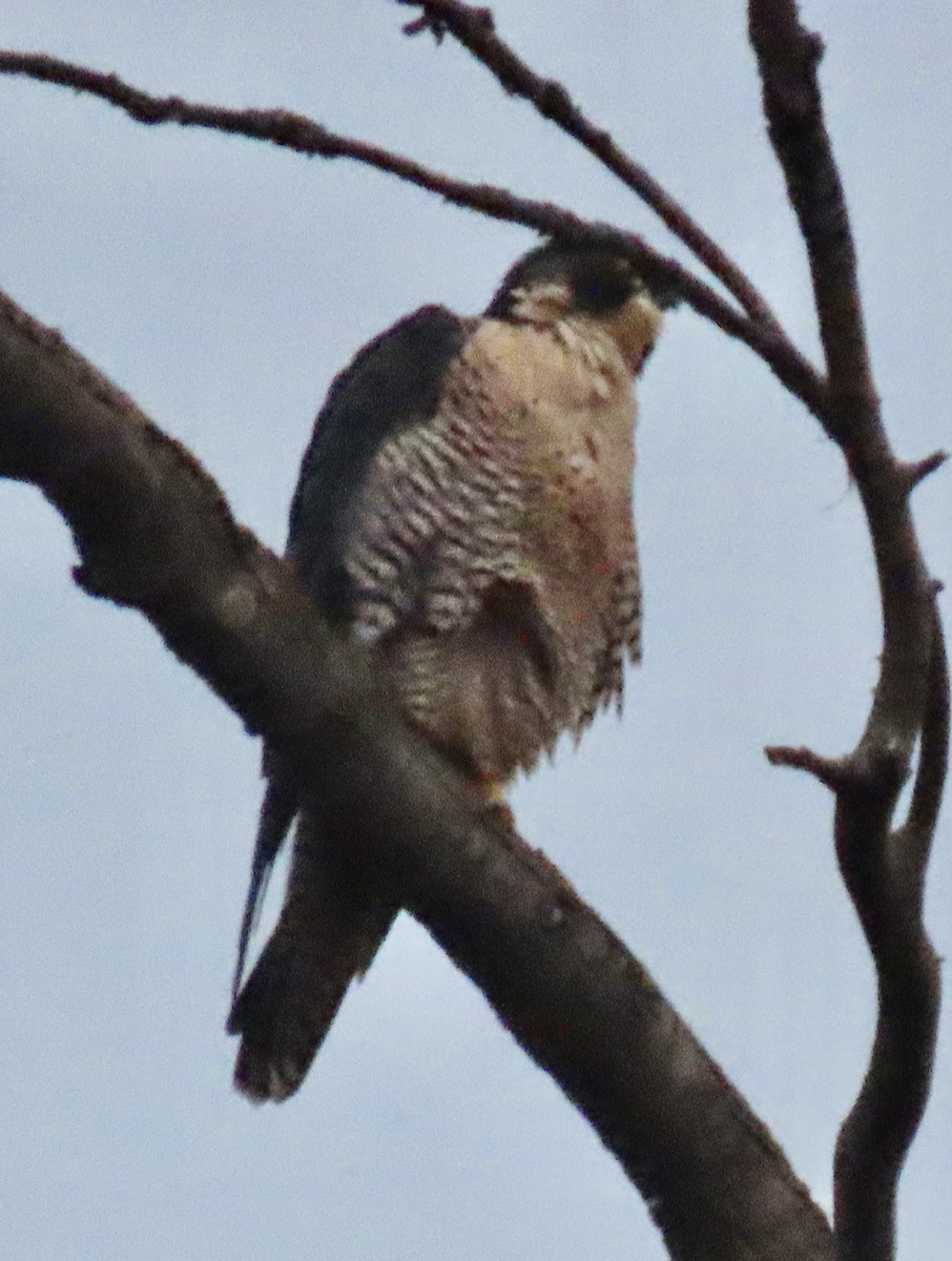 Peregrine Falcon - Bob Zweigler