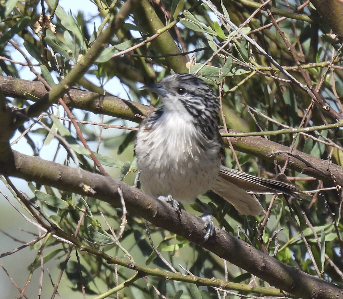 Striped Honeyeater - ML611295035