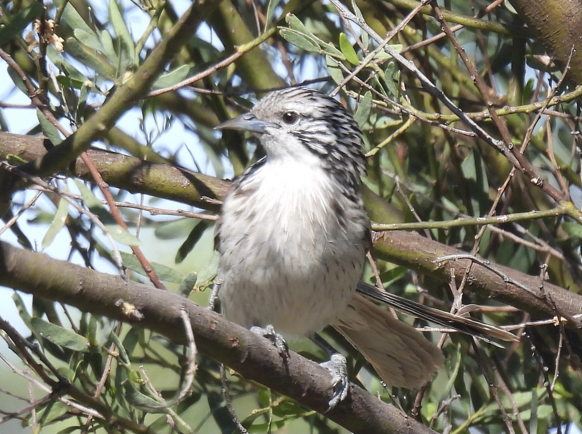 Striped Honeyeater - ML611295037