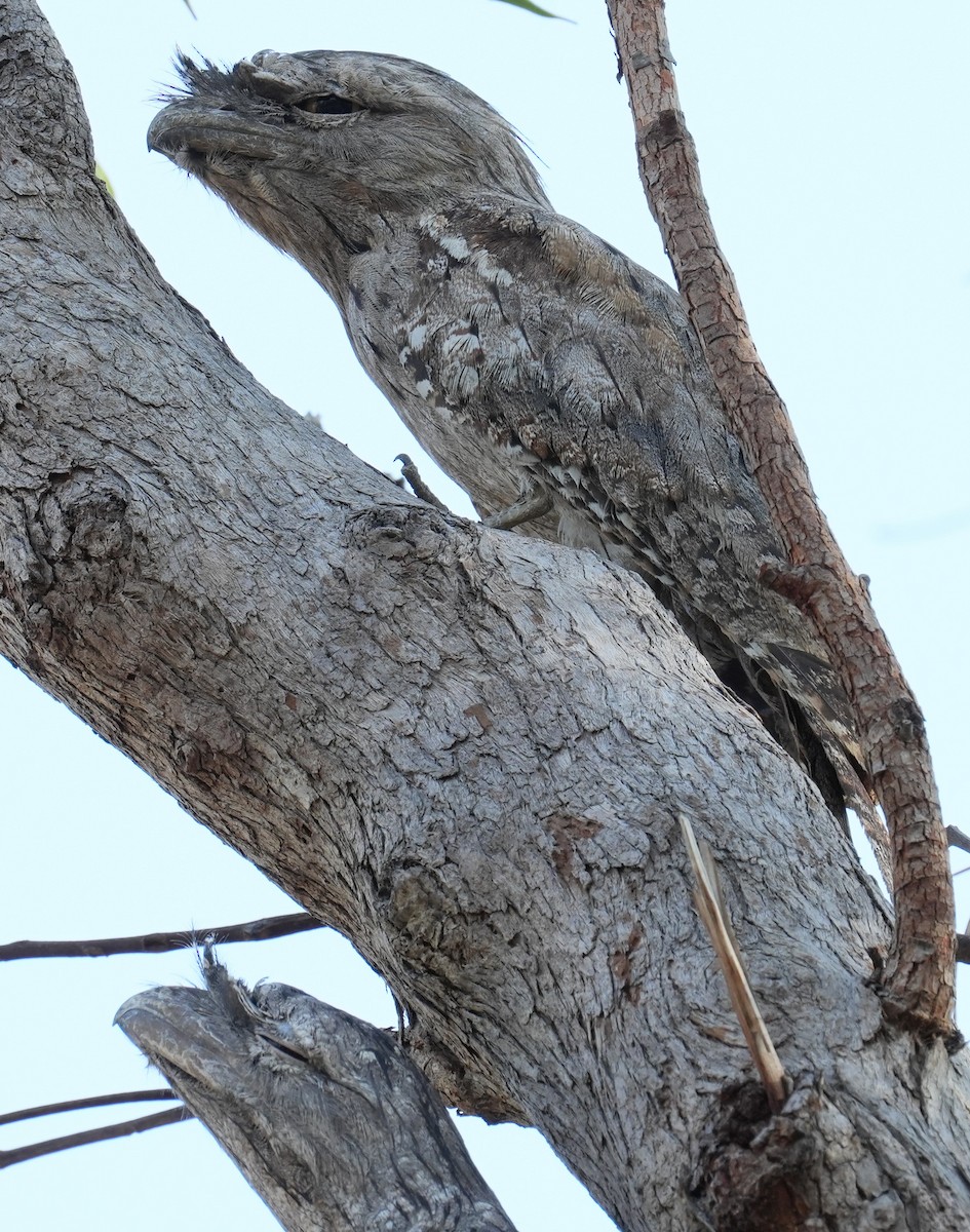 Tawny Frogmouth - ML611295187