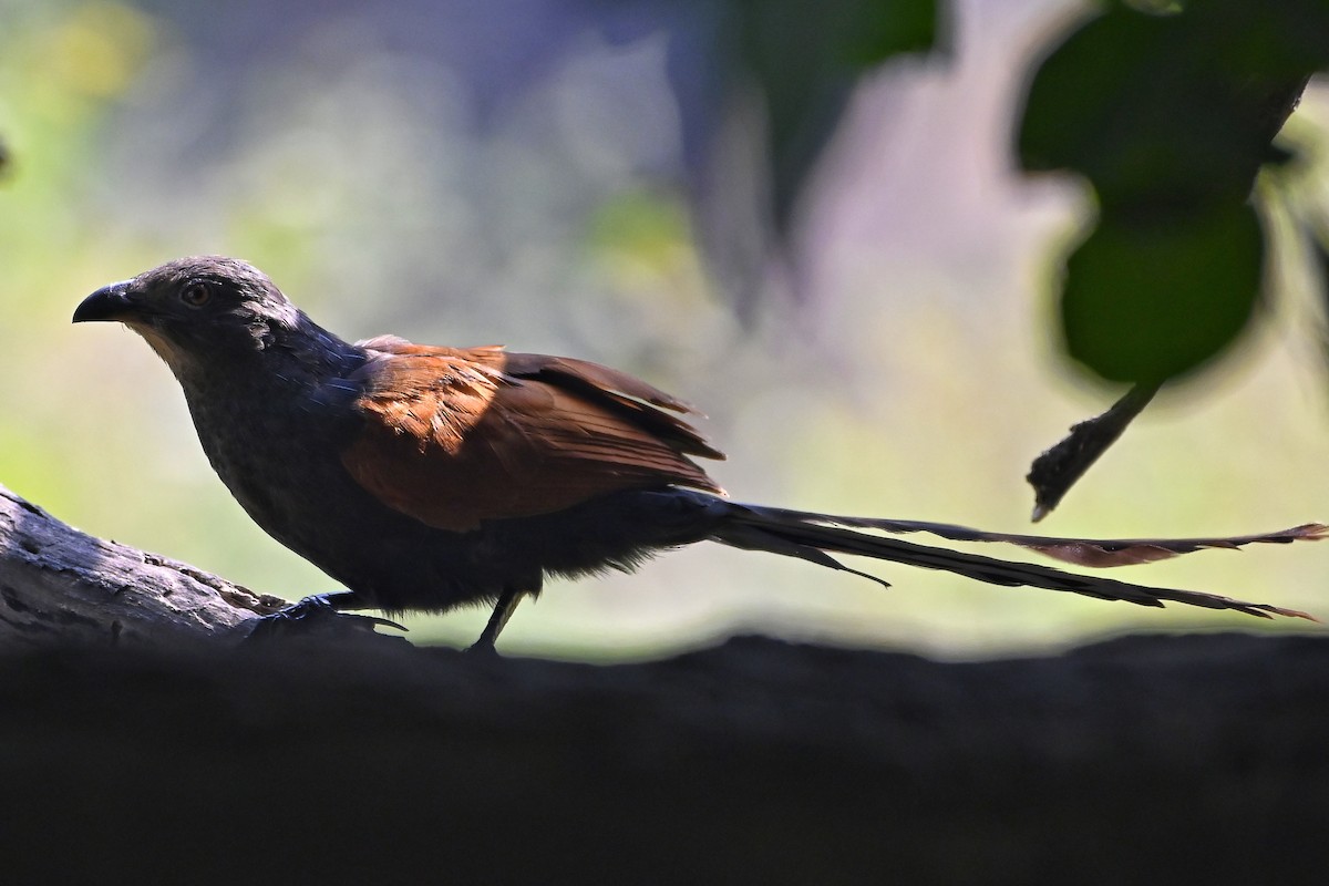 Greater Coucal - Chaudhari C F
