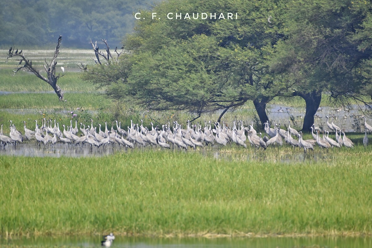 Common Crane - ML611295380