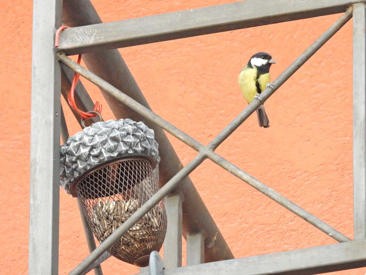 Great Tit - ML611295440