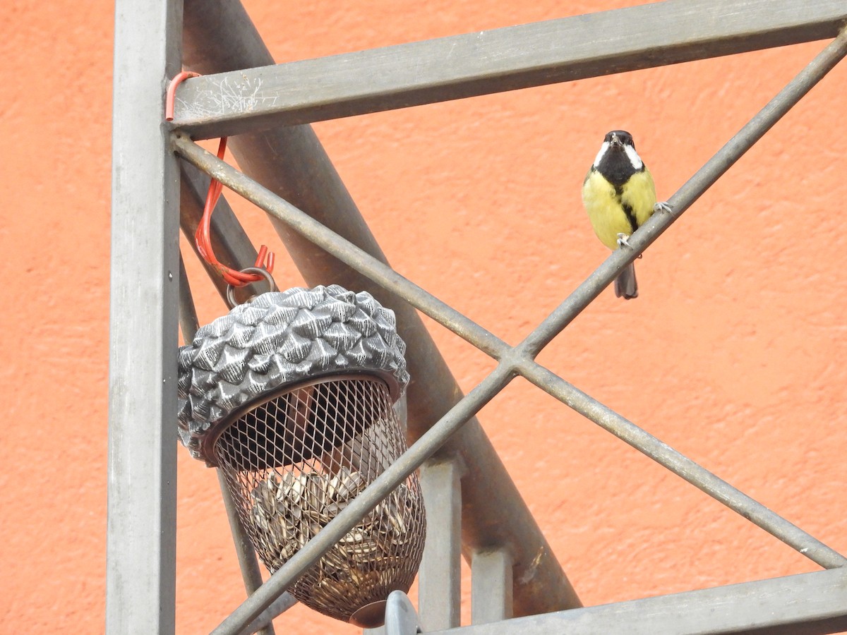 Great Tit - ML611295442