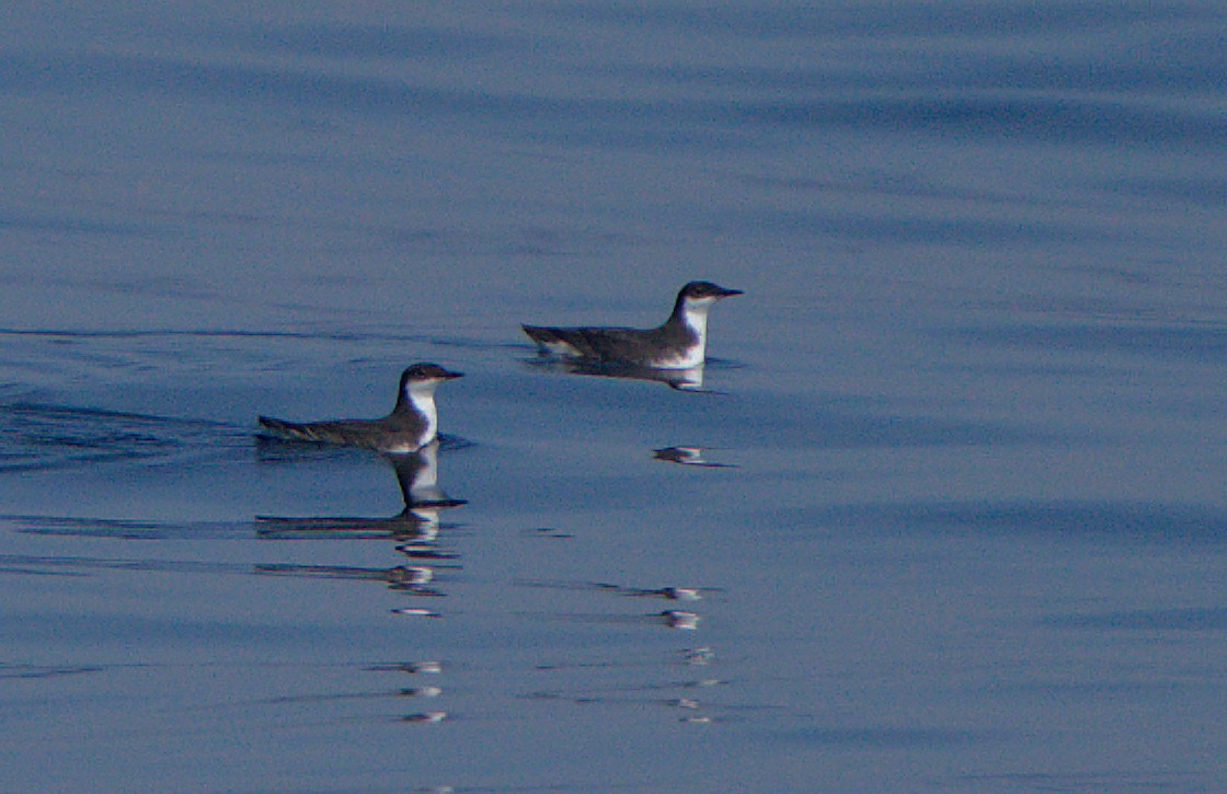 Craveri's Murrelet - ML611295454