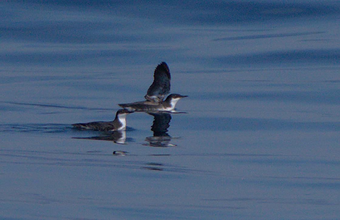 Craveri's Murrelet - Curtis Marantz