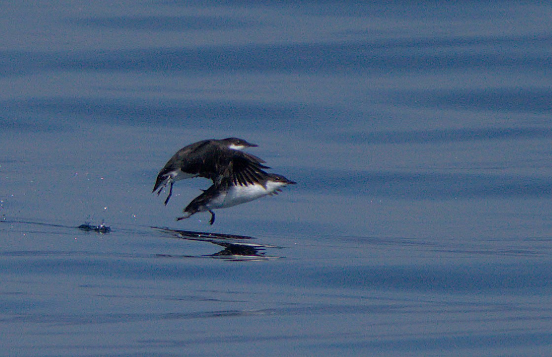 Craveri's Murrelet - ML611295460