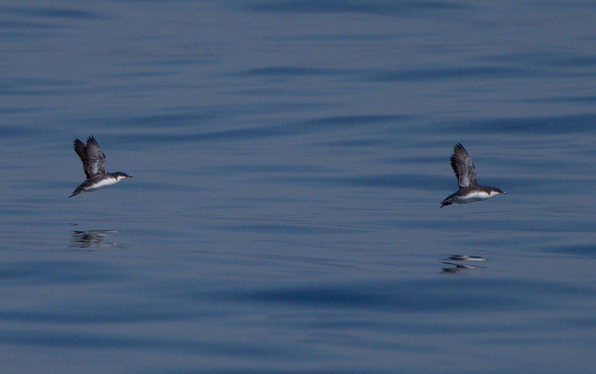 Craveri's Murrelet - ML611295462