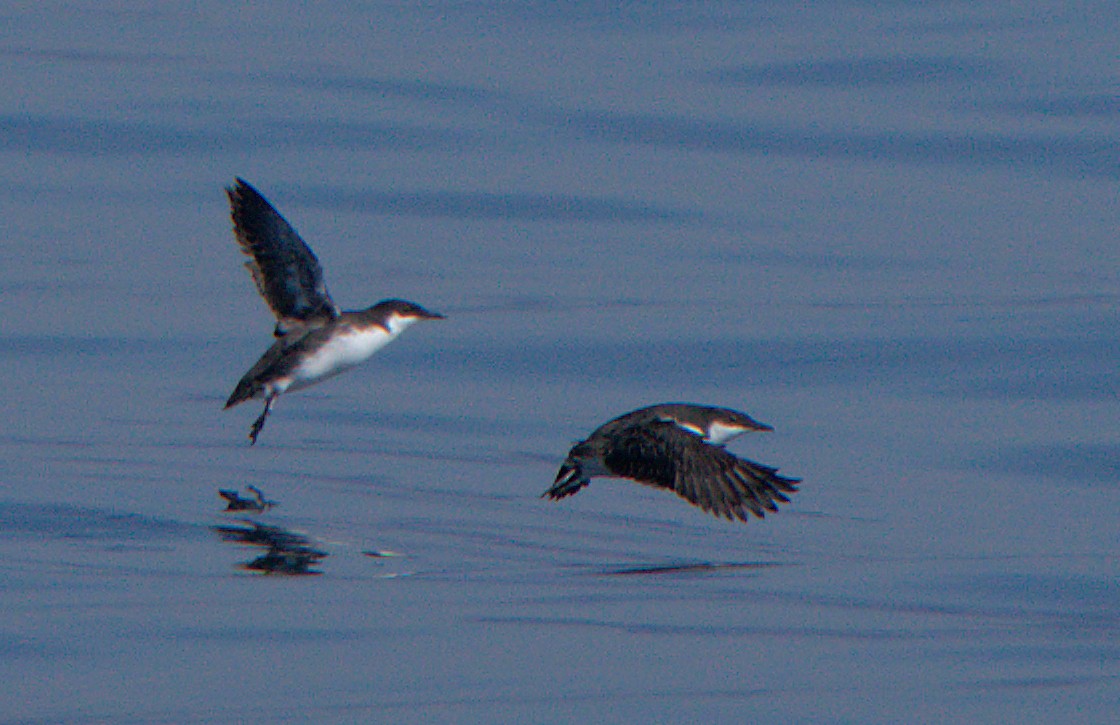 Craveri's Murrelet - ML611295465