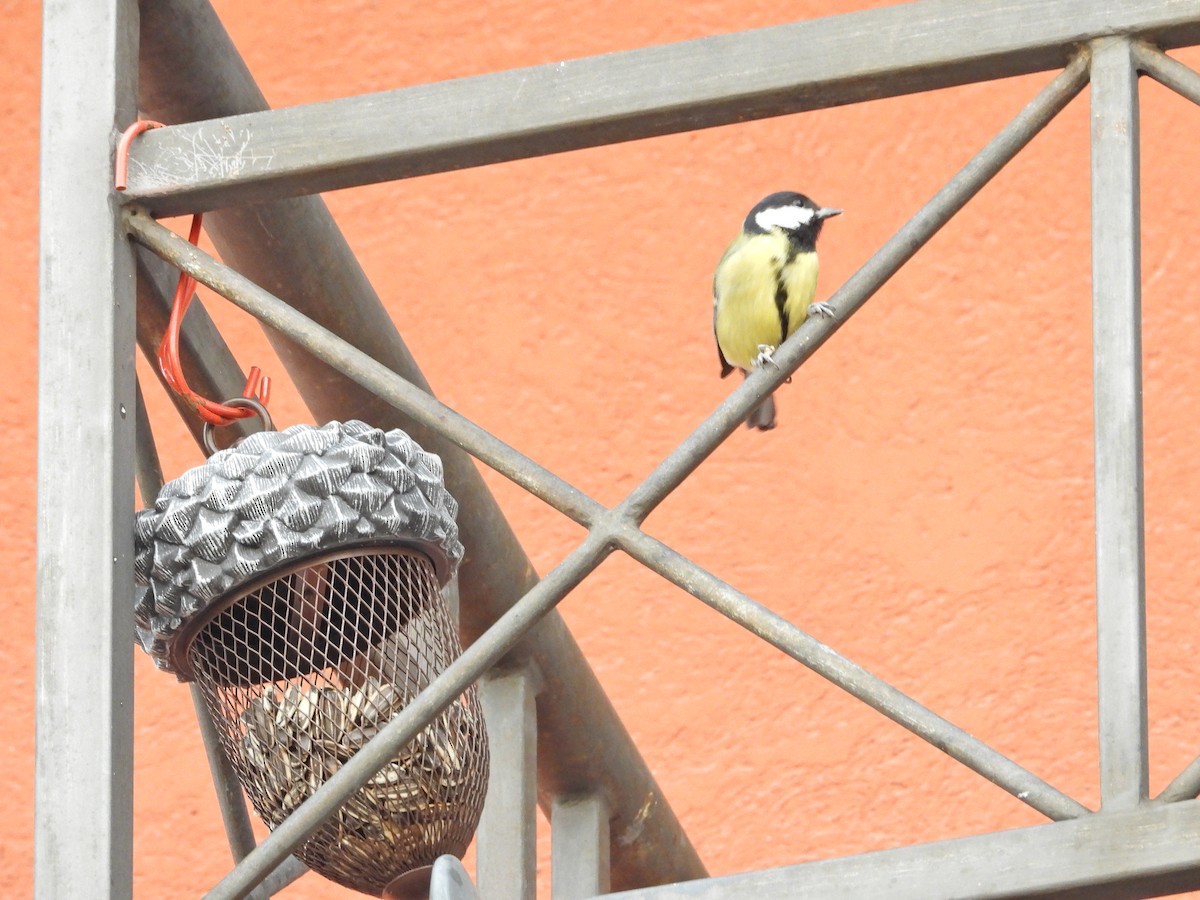 Great Tit - ML611295475