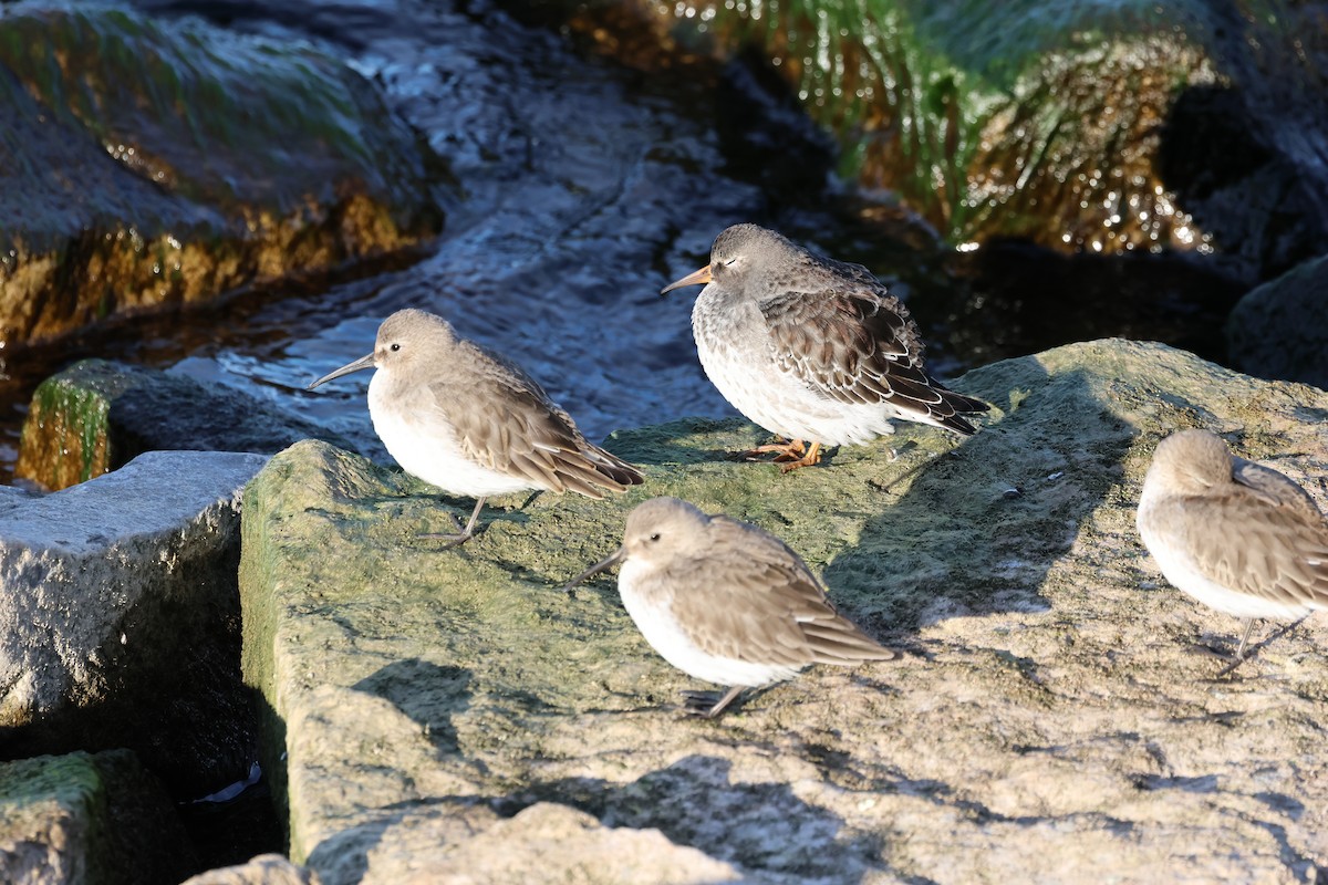 Purple Sandpiper - ML611295507