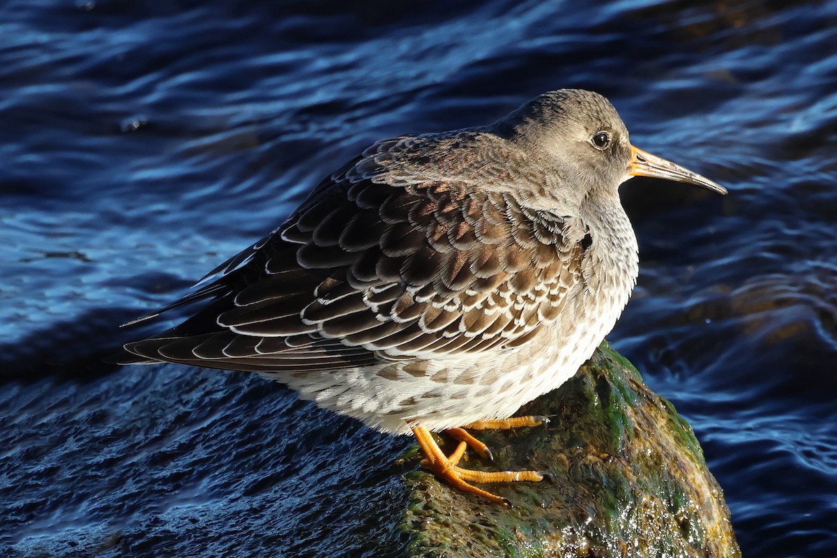 Purple Sandpiper - ML611295511