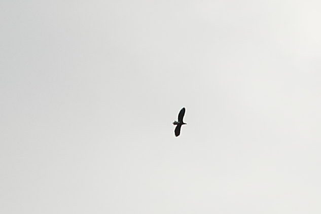 Белоплечий орлан - ML611295544
