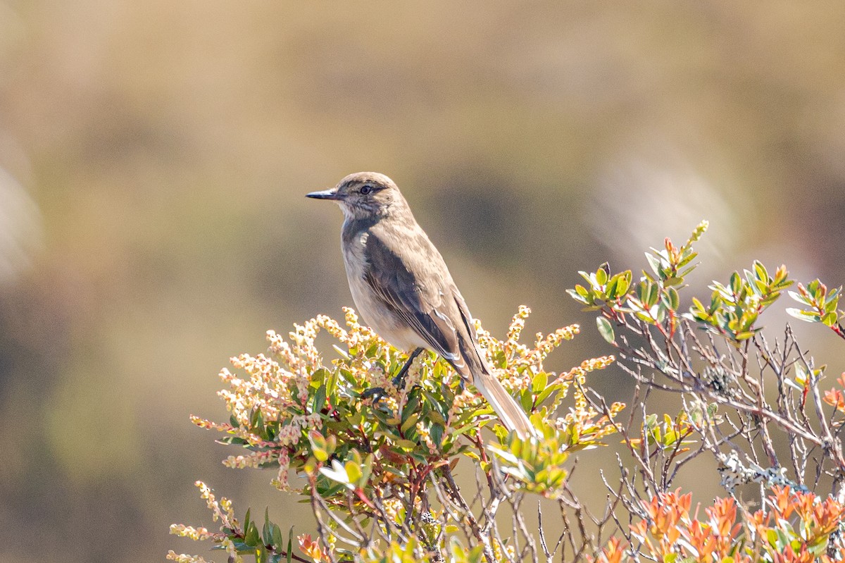 Black-billed Shrike-Tyrant - ML611295568