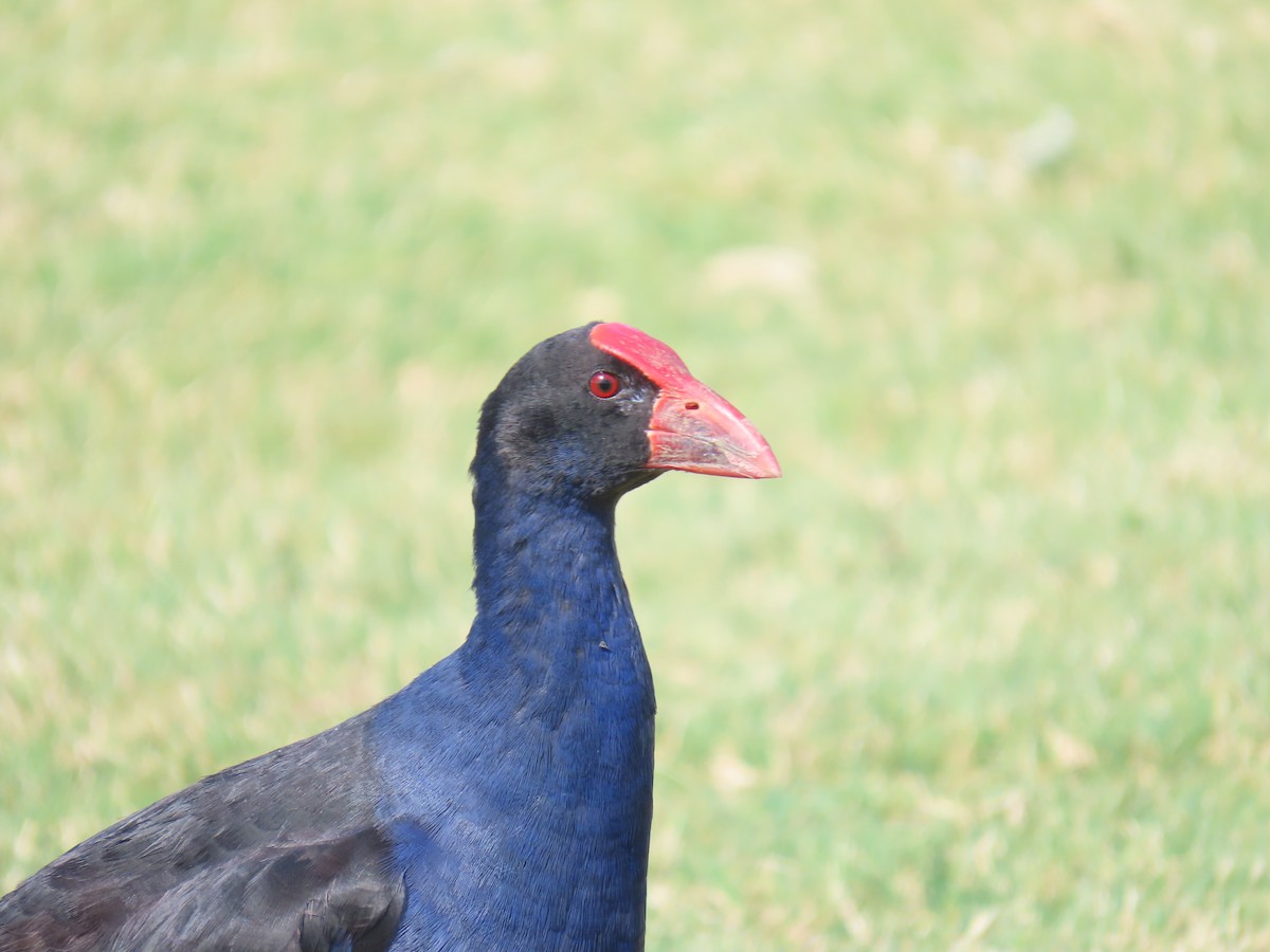 Australasian Swamphen - ML611295617