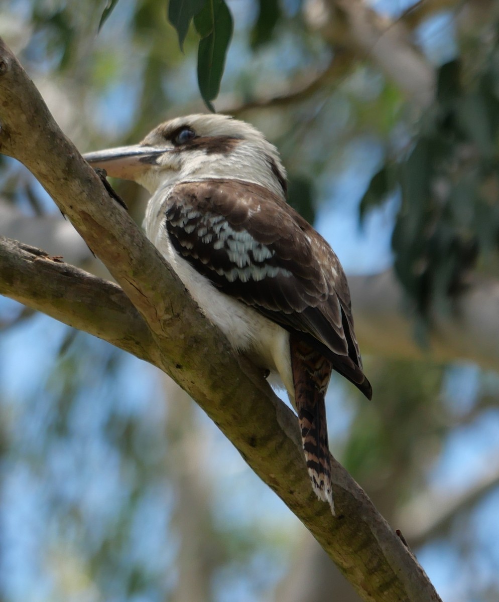 Laughing Kookaburra - ML611295639