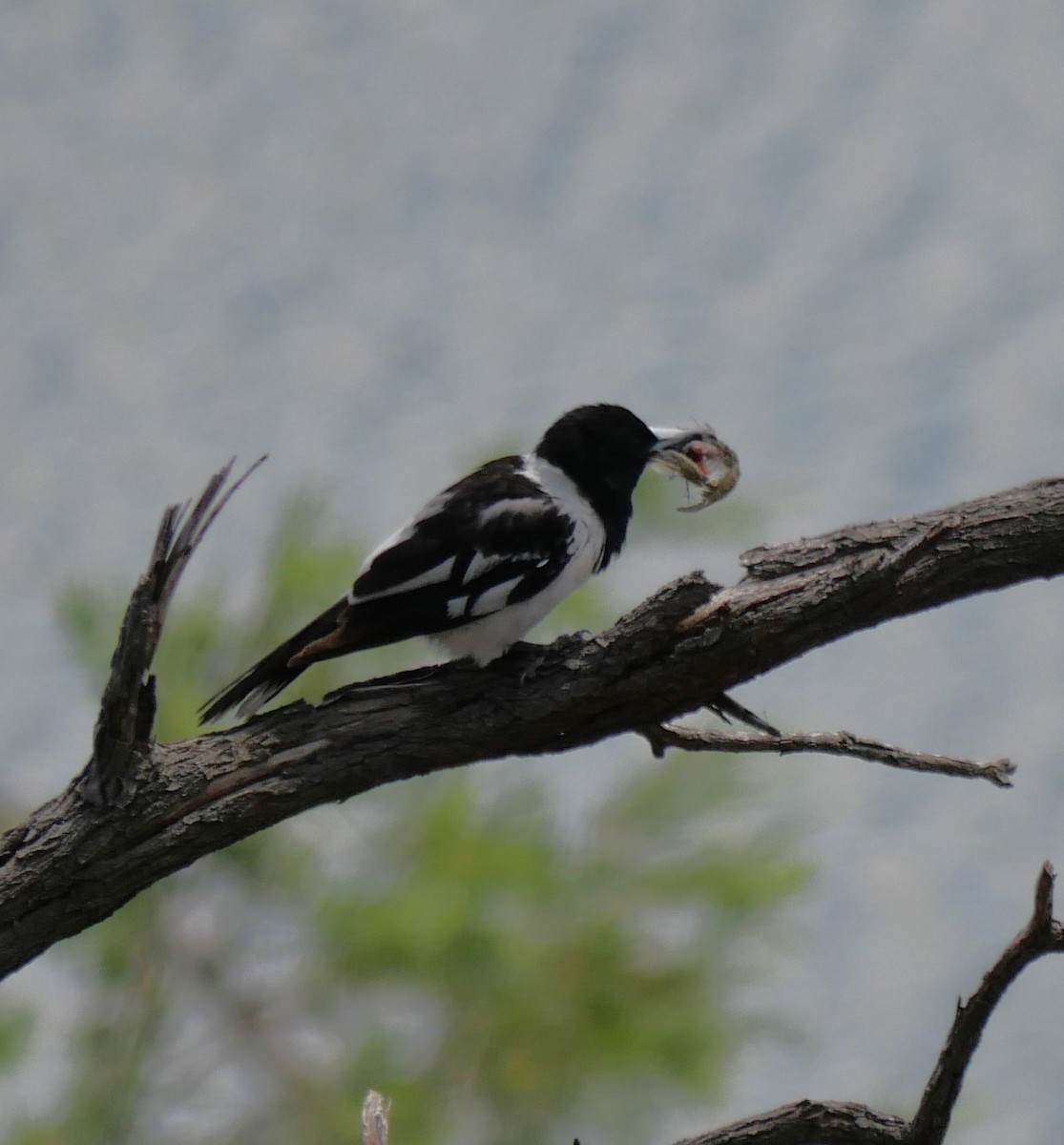 Pied Butcherbird - ML611295679