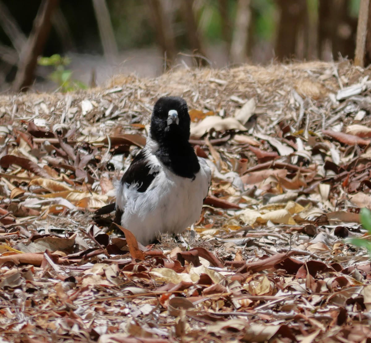 Pied Butcherbird - ML611295680