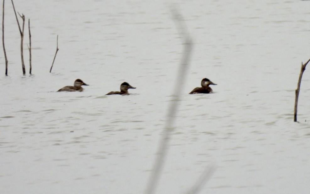 Ruddy Duck - ML611295733