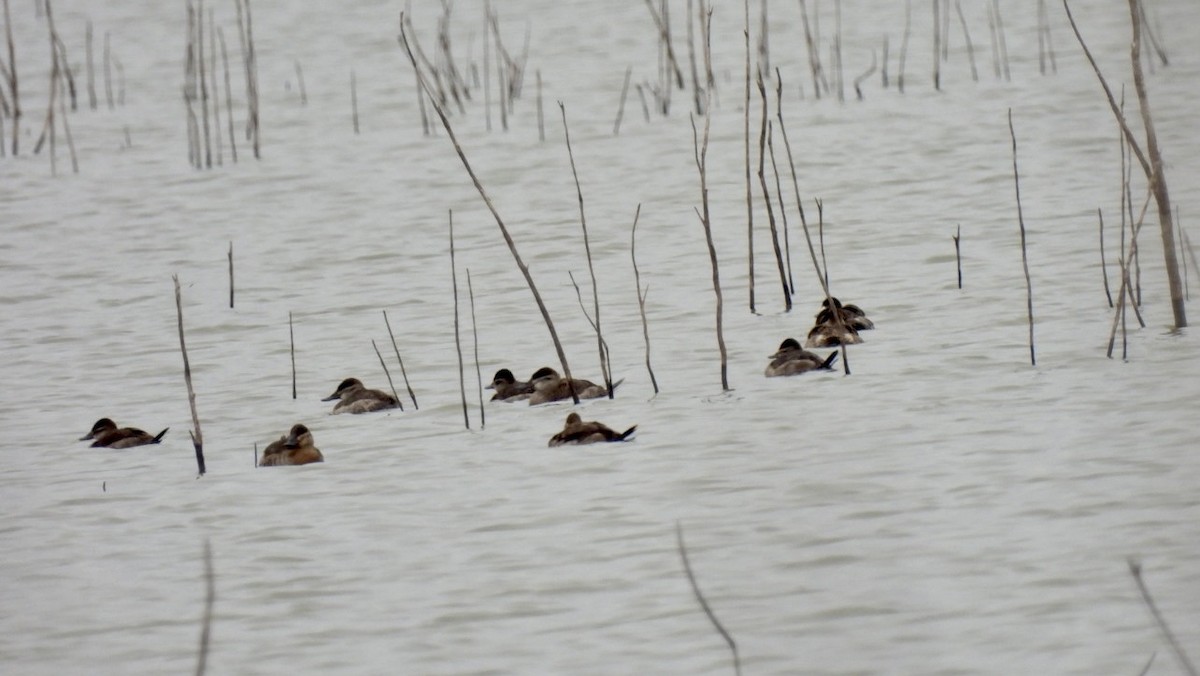 Ruddy Duck - ML611295734