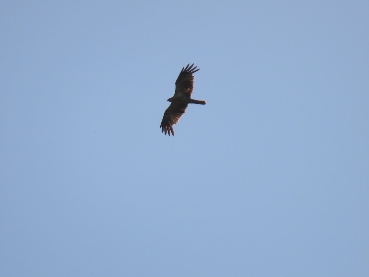 Whistling Kite - ML611295752