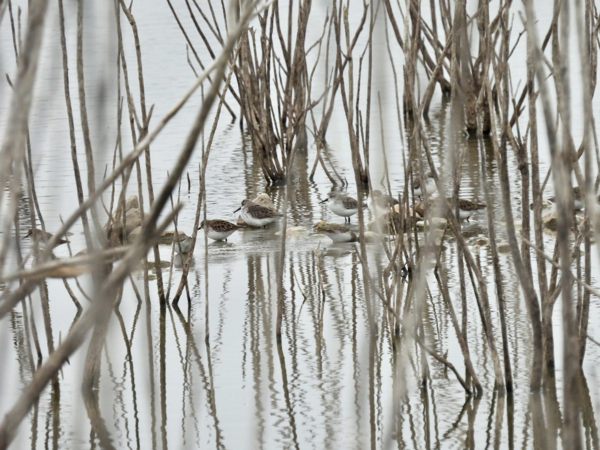 Western Sandpiper - ML611295768