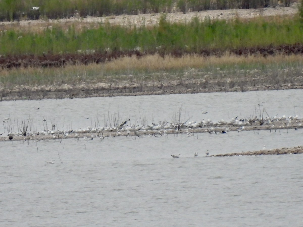 Ring-billed Gull - ML611295777