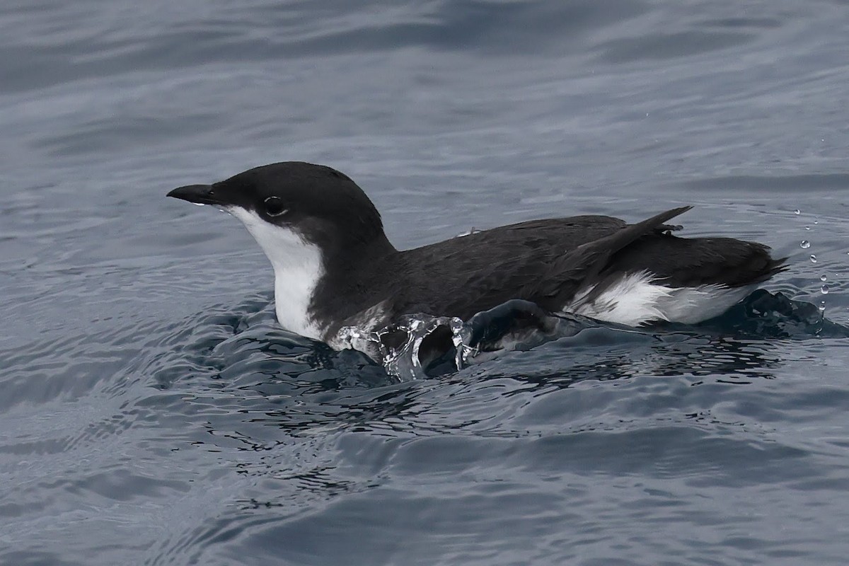 Scripps's Murrelet - ML611295836