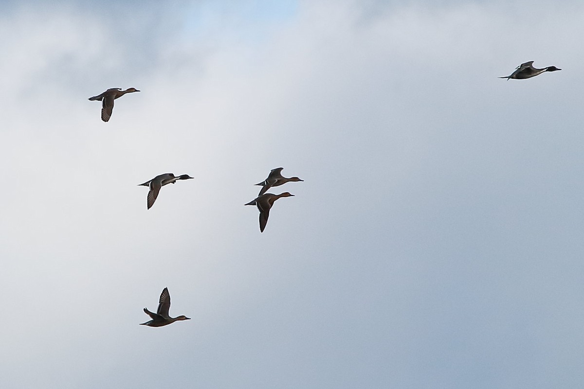 Northern Pintail - ML611295864