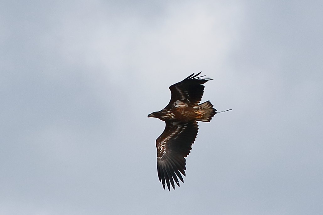 White-tailed Eagle - ML611295888