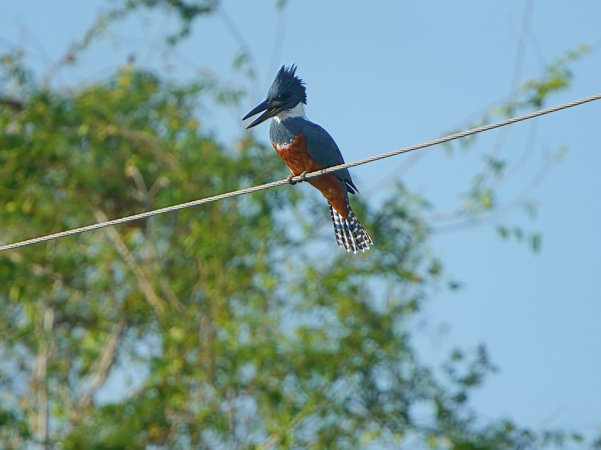 Ringed Kingfisher - ML611296085