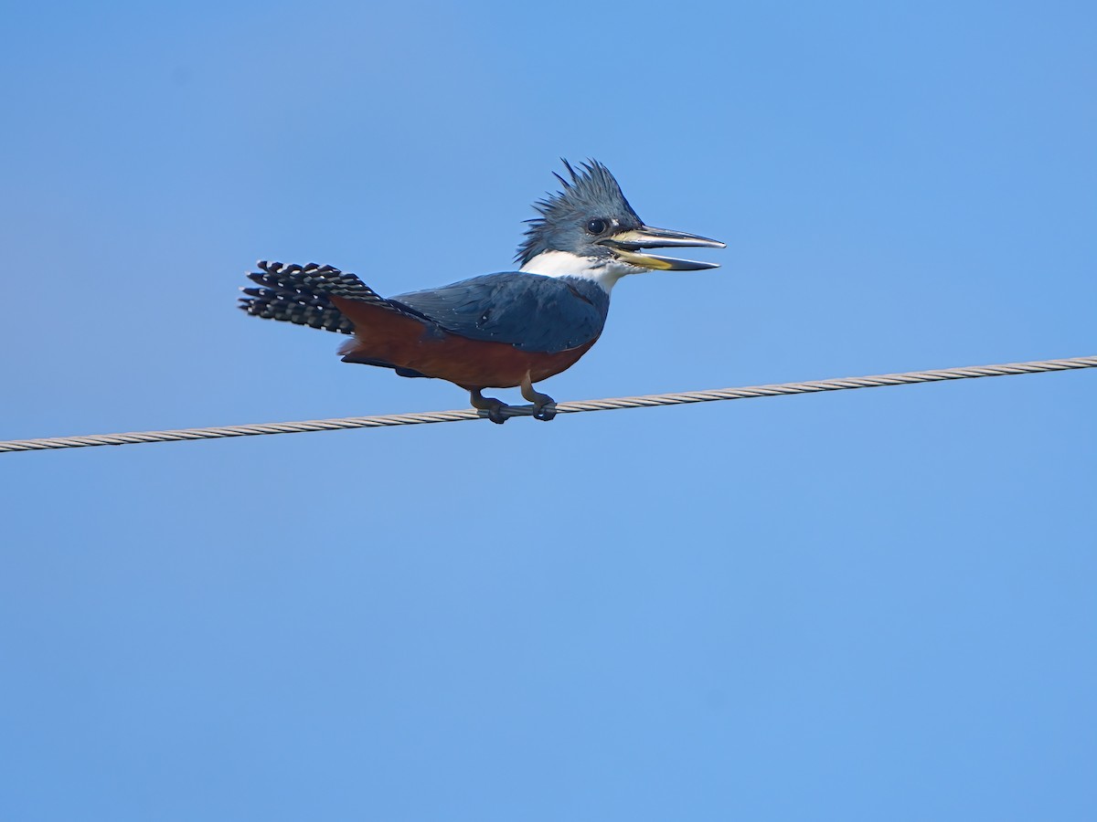 Ringed Kingfisher - ML611296097