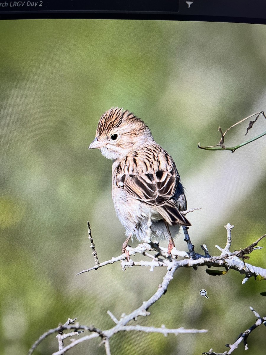 Brewer's Sparrow - ML611296230