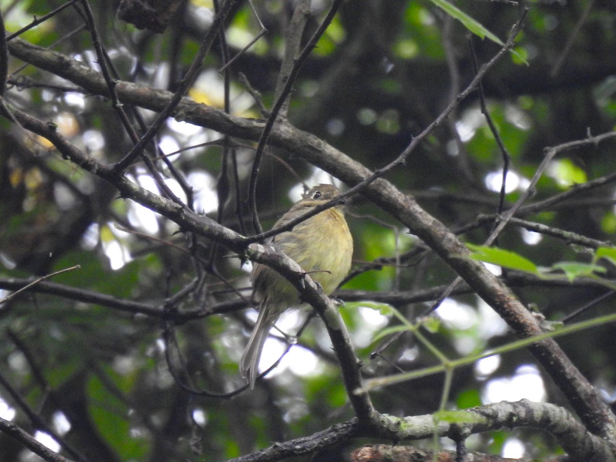 Western Flycatcher (Cordilleran) - Sergio Castañeda Ramos