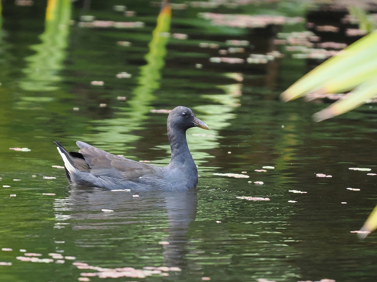 Dusky Moorhen - Len and Chris Ezzy