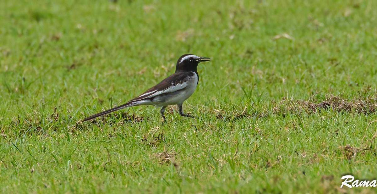 White-browed Wagtail - Rama Neelamegam