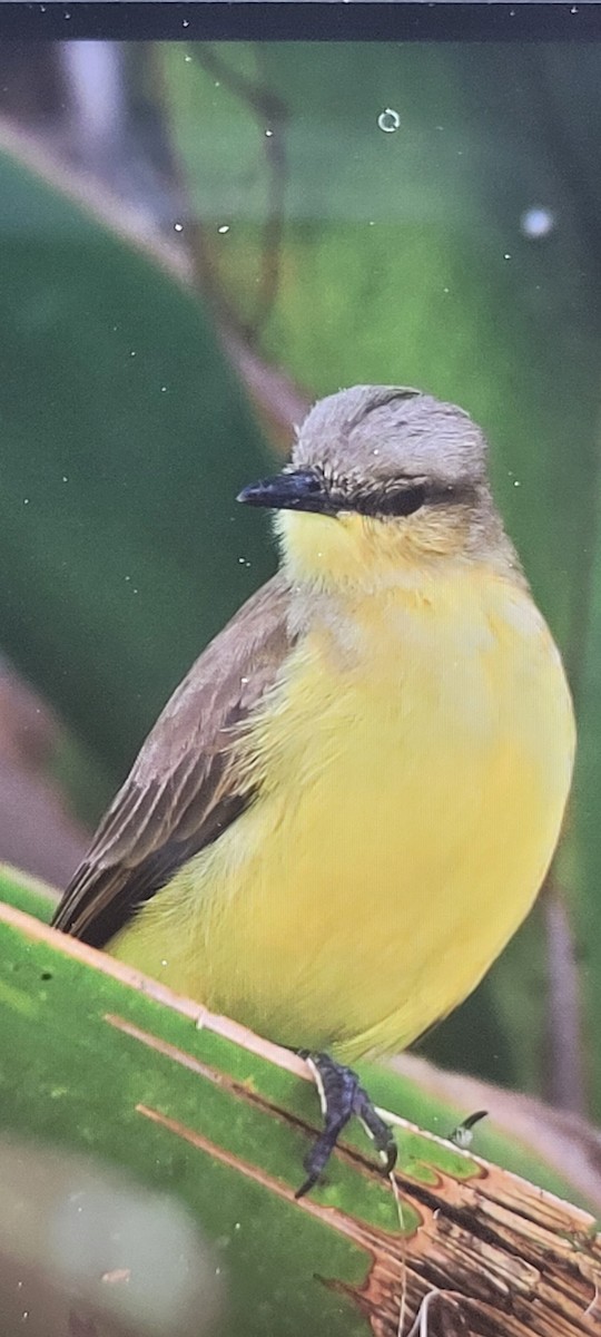 Cattle Tyrant - ML611296420