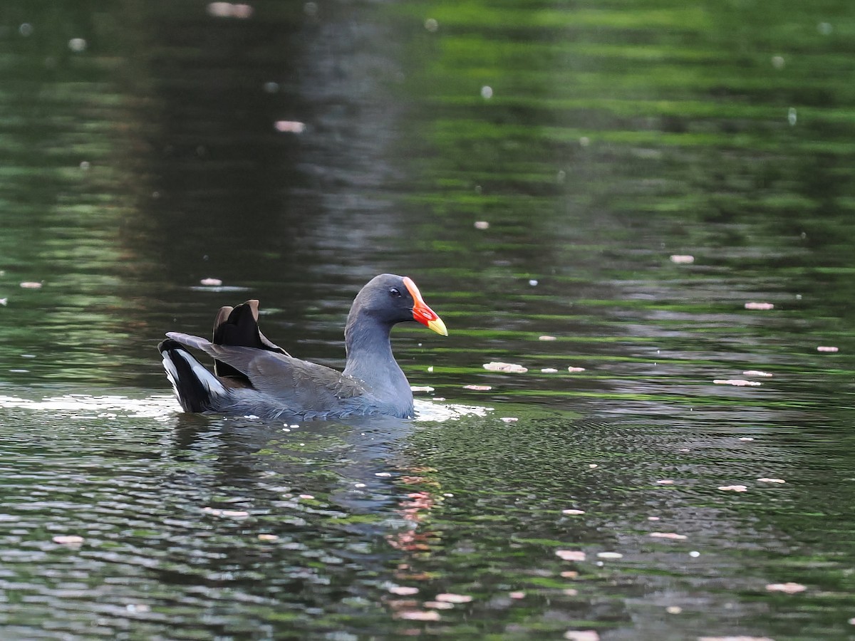 Dusky Moorhen - ML611296432