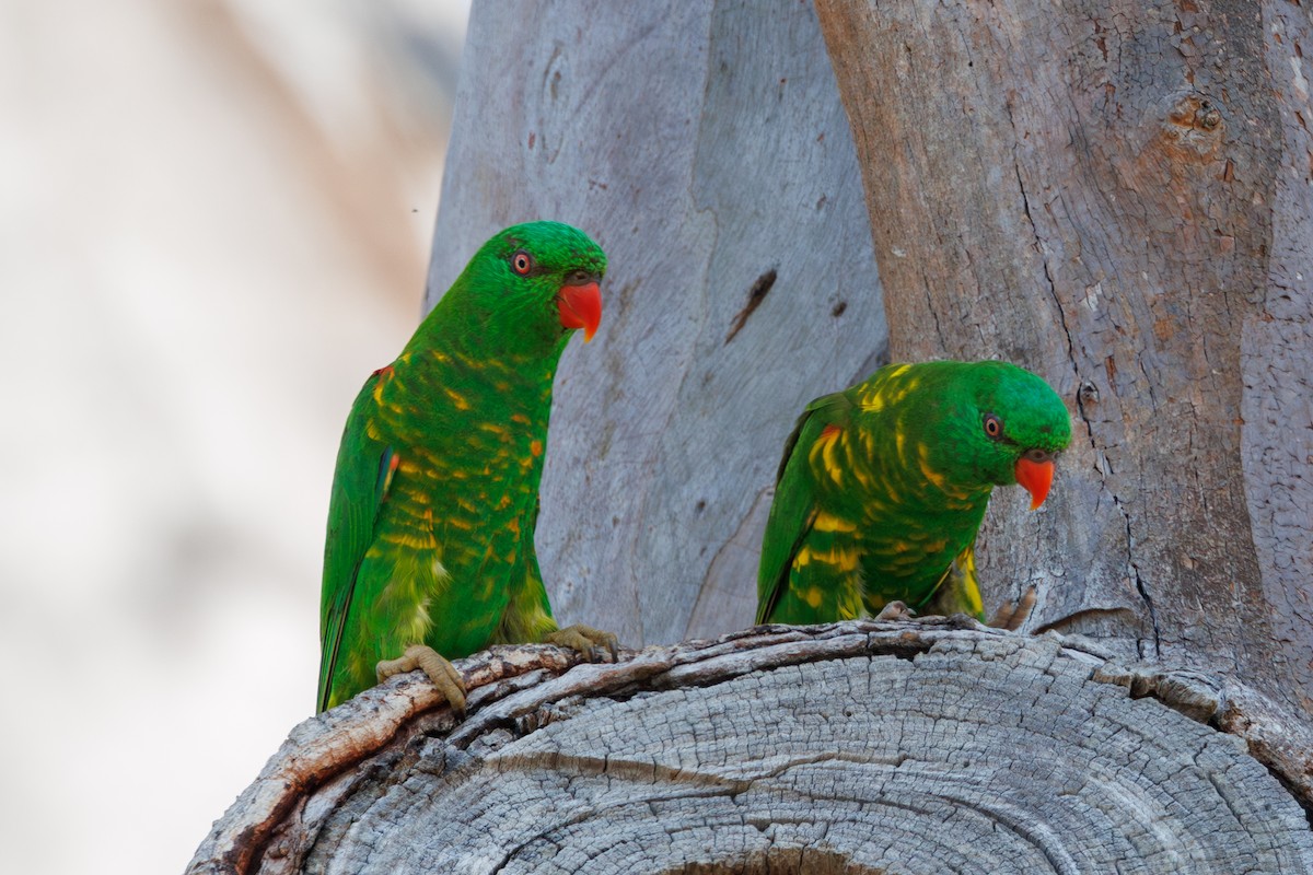 Scaly-breasted Lorikeet - ML611296563