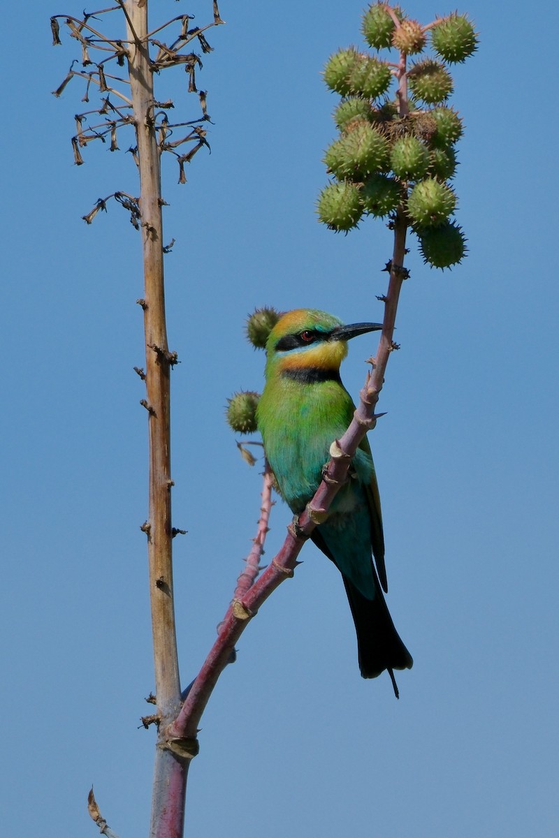 Rainbow Bee-eater - Adrian Brooks