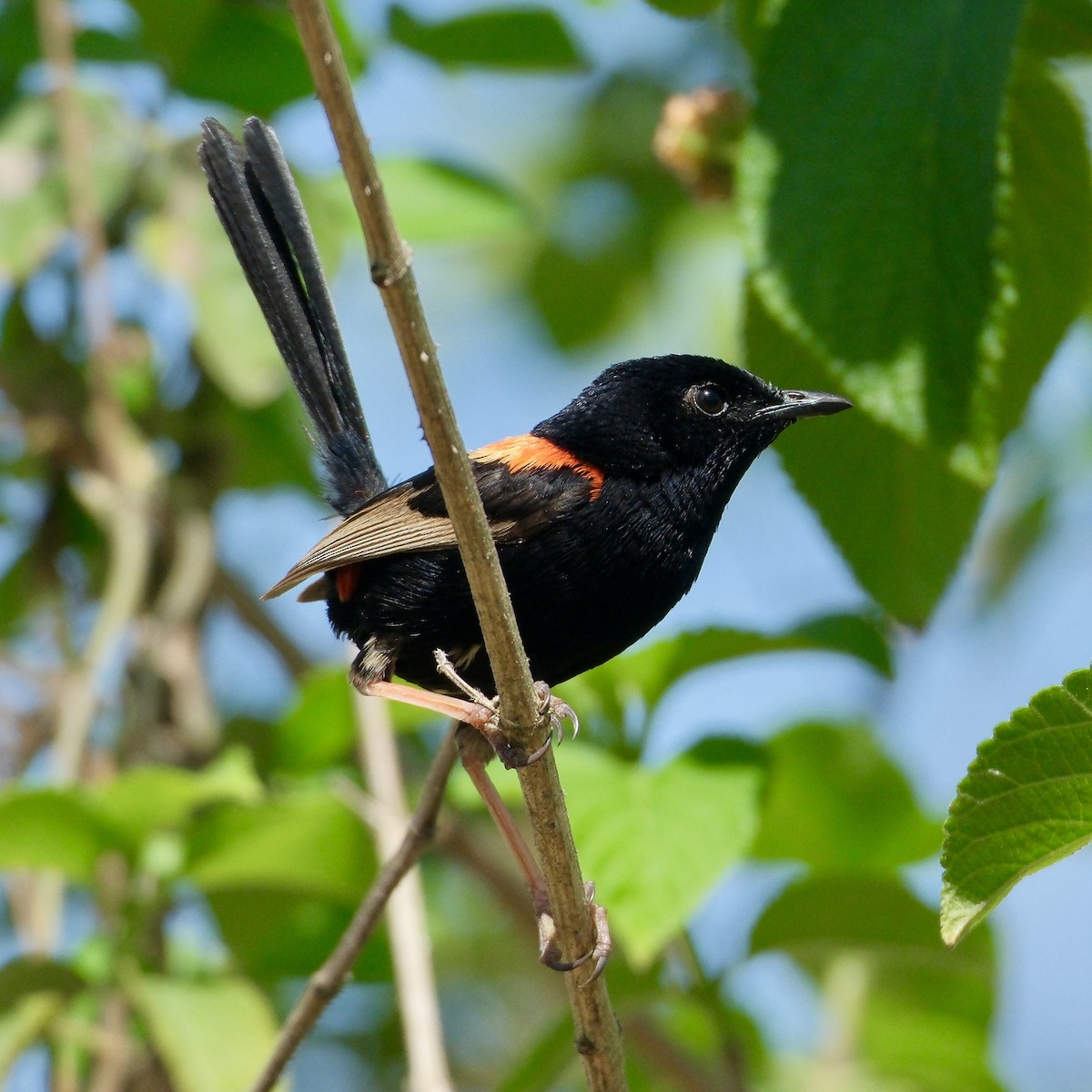 Red-backed Fairywren - Adrian Brooks