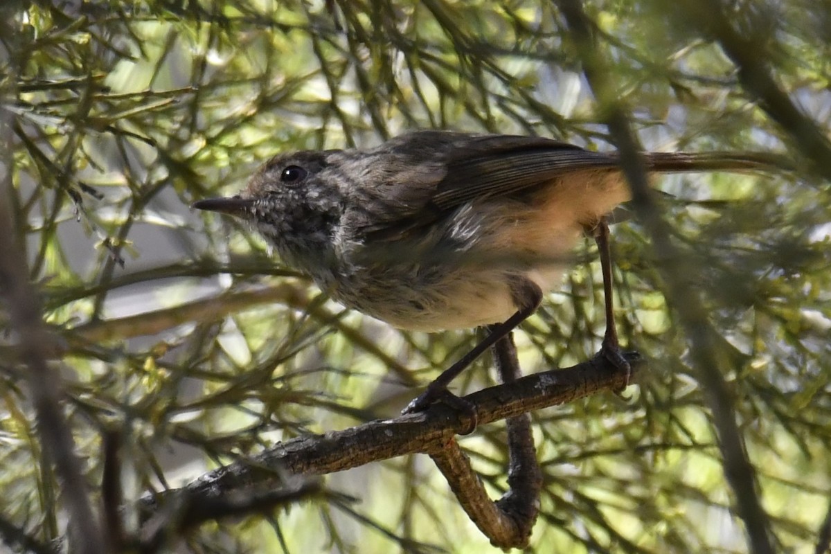 Brown Thornbill - Chris Munson