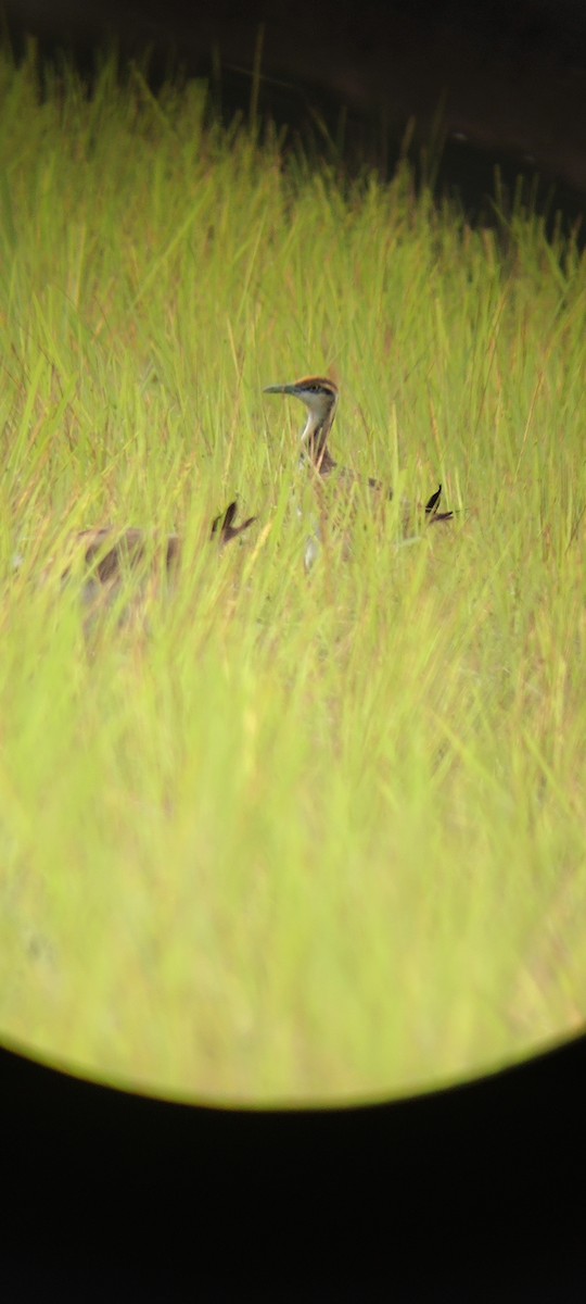 Pheasant-tailed Jacana - ML611296683