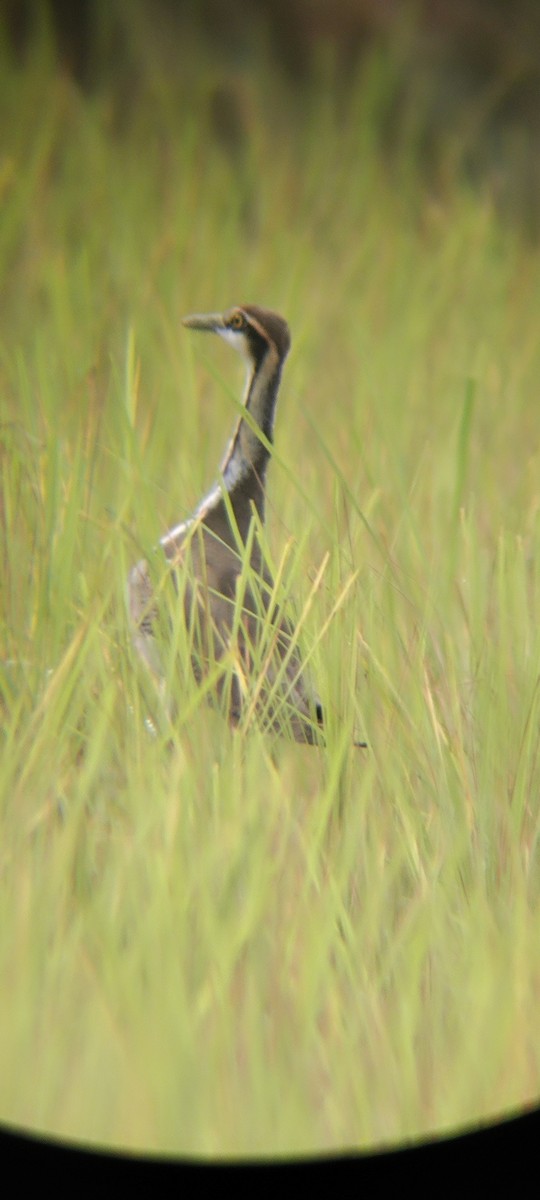 Pheasant-tailed Jacana - ML611296684