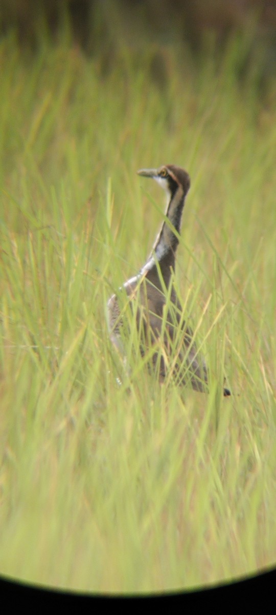 Pheasant-tailed Jacana - ML611296685