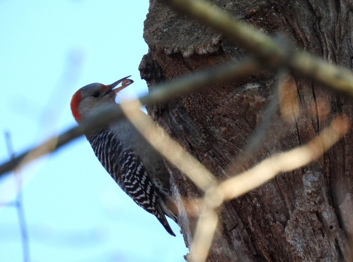 Red-bellied Woodpecker - ML611296689